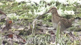 Video of Common Snipe - Eating Common Snipe in the mud lake